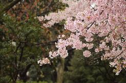 peach blossoms - r c peris